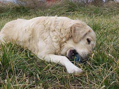 Al campo con los galgos....