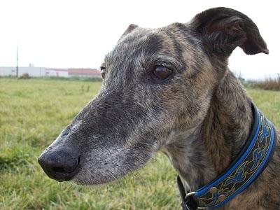 Al campo con los galgos....