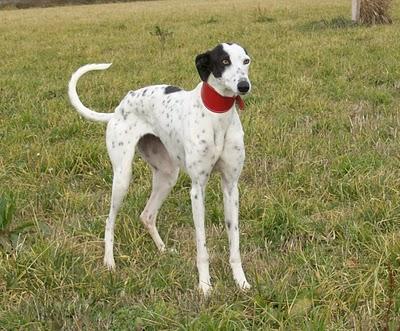 Al campo con los galgos....