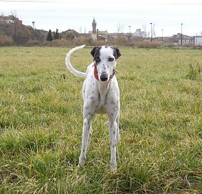 Al campo con los galgos....