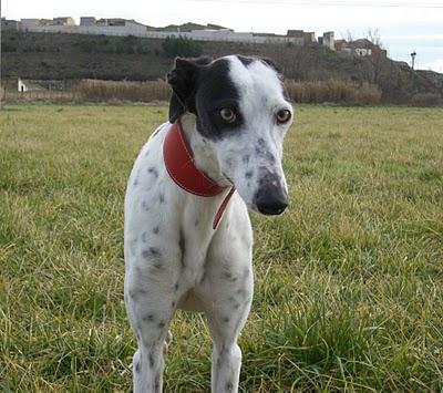 Al campo con los galgos....