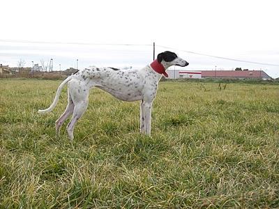 Al campo con los galgos....