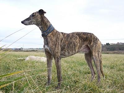 Al campo con los galgos....