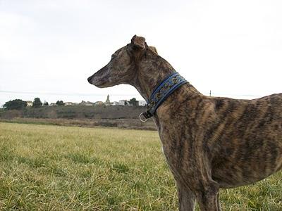 Al campo con los galgos....