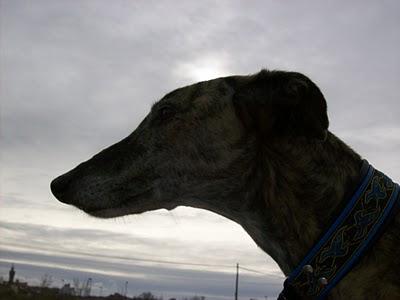 Al campo con los galgos....