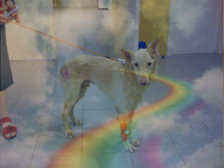 Hoy te lloro... mañana luchare en tu nombre. Angel se ha ido