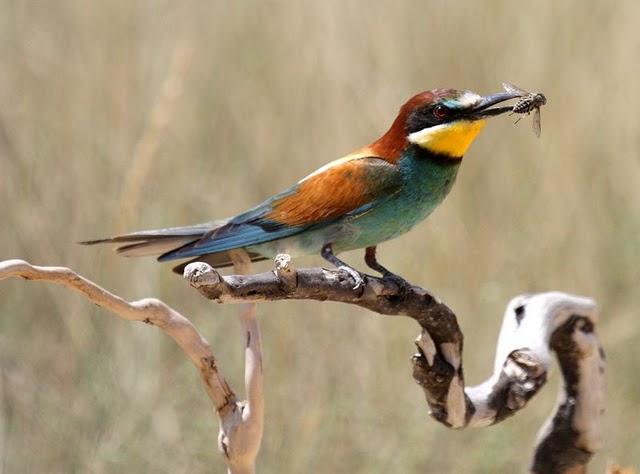 ABEJARUCO EUROPEO MONOGRAFICO-ESPECIAL EUROPEAN BEE-EATER