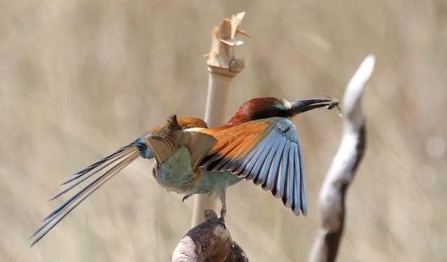 ABEJARUCO EUROPEO MONOGRAFICO-ESPECIAL EUROPEAN BEE-EATER