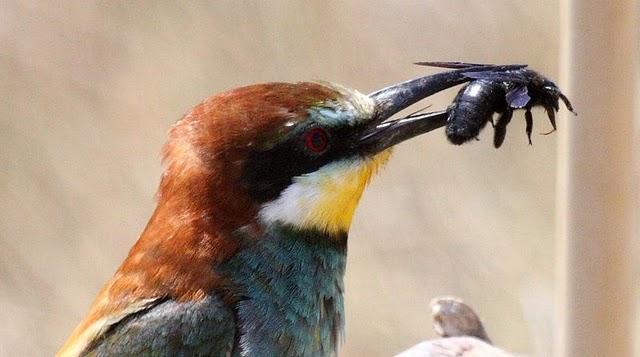 ABEJARUCO EUROPEO MONOGRAFICO-ESPECIAL EUROPEAN BEE-EATER