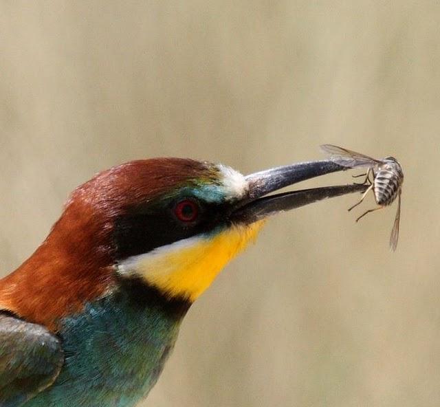 ABEJARUCO EUROPEO MONOGRAFICO-ESPECIAL EUROPEAN BEE-EATER