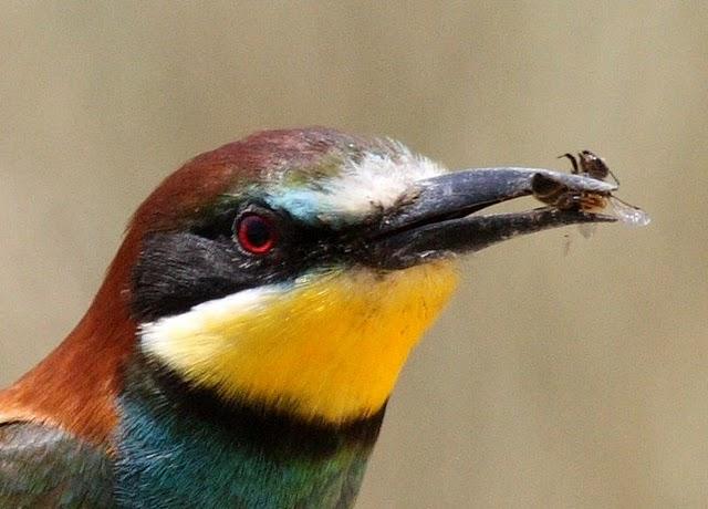 ABEJARUCO EUROPEO MONOGRAFICO-ESPECIAL EUROPEAN BEE-EATER