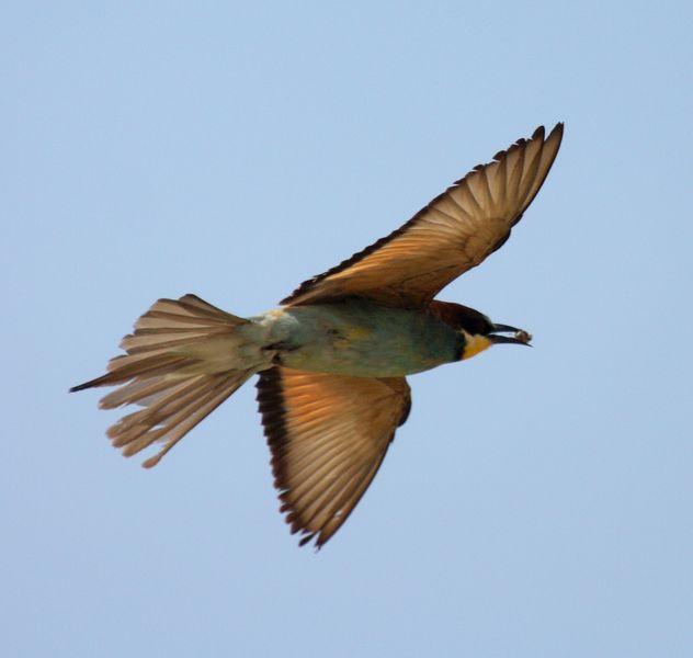 ABEJARUCO EUROPEO MONOGRAFICO-ESPECIAL EUROPEAN BEE-EATER