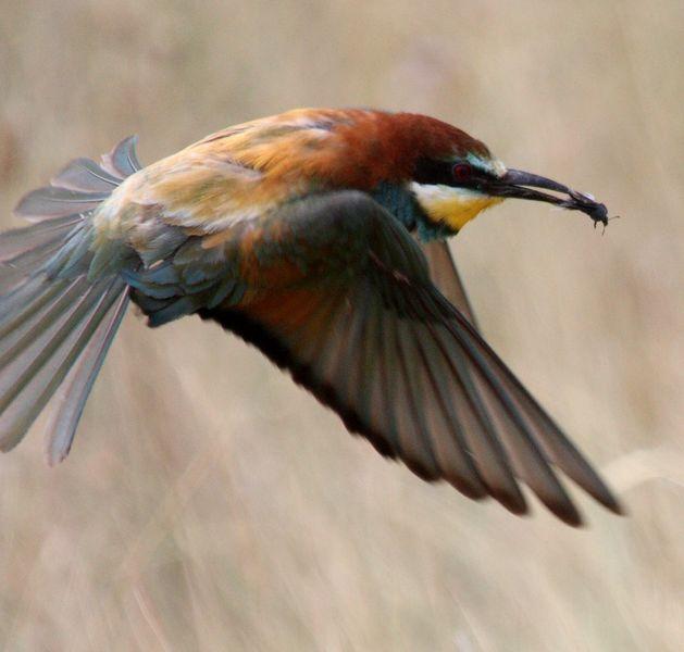 ABEJARUCO EUROPEO MONOGRAFICO-ESPECIAL EUROPEAN BEE-EATER