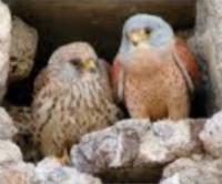 Se refuerza la población de cernícalos en la campiña sevillana