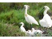 Nueva colonia espátulas Salinas Duque Ayamonte