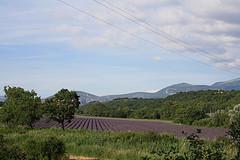 Mares de lavandas en la Provenza Francesa