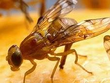 Moscas selección sexual: Ellas prefieren experiencia