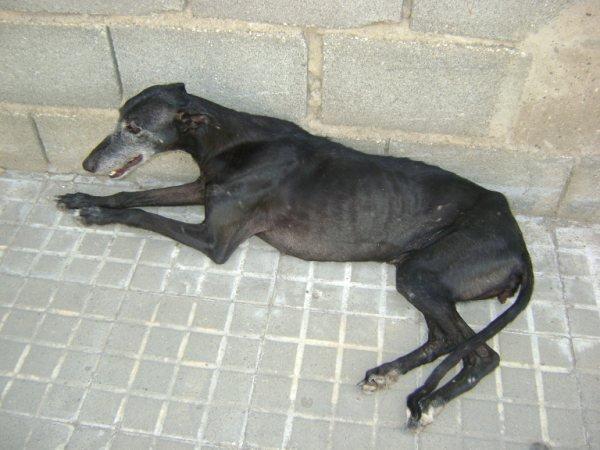 Dulce, galga maltratada y en peligro (Sevilla)