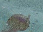 debo hacer pica medusa