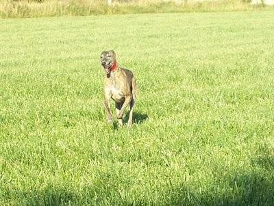 Galgo que no caza...pero lo cazan.