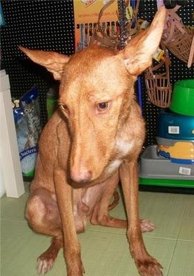 Cupper, el podenco. Novedades (Murcia)