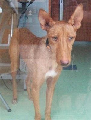 Cupper, el podenco. Novedades (Murcia)
