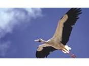 Medio Ambiente inicia programa Migres participación voluntarios