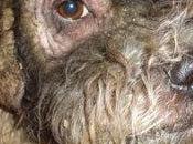 Moro estado lamentable.. necesita ayuda!!