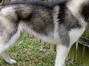 Razas perros: Alaskan Malamute