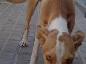 Badajoz podenco VERDI, PODENCO MESES) LASTIMADO CALLE