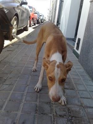 Badajoz podenco VERDI, PODENCO (4 MESES) LASTIMADO Y EN LA CALLE