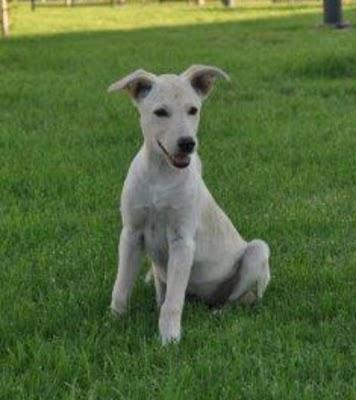 Perrita abandonada en un parque (Murcia)‏