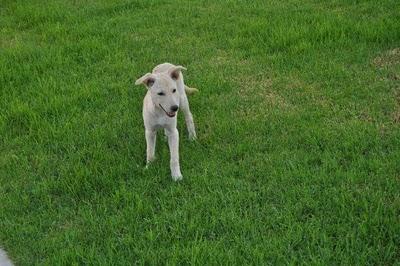 Perrita abandonada en un parque (Murcia)‏