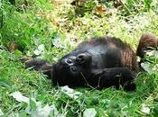 Transcultura Congo