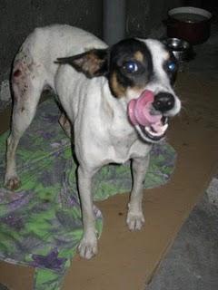 Donut, Córdoba, si regresa al refugio, lo matan...