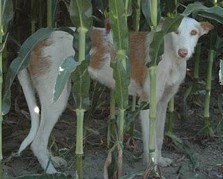 Piden ayuda para rescatar a una podenca y cachorros, Cataluña