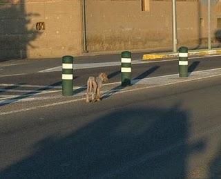 Piden ayuda para rescatar a una podenca y cachorros, Cataluña