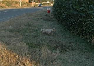 Piden ayuda para rescatar a una podenca y cachorros, Cataluña