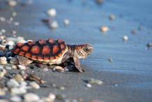 Liberadas en el litoral de Málaga cinco tortugas bobas