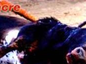 prohibido toros cataluña