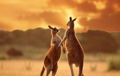Los ancestros de los canguros australianos modernos eran sudamericanos