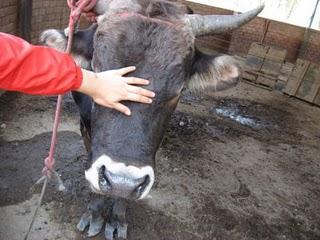 CATALUÑA PROHIBE LAS CORRIDAS DE TOROS!