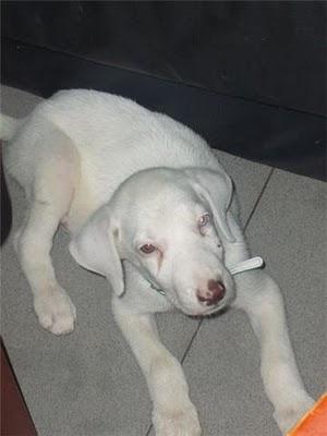 Cachorro albino busca hogar- Valencia
