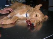 KIMBA LAYA, ejemplo nobleza animales, Córdoba