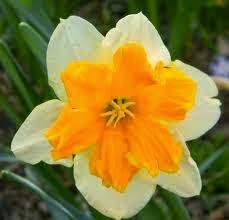 CÓMO PLANTAR BULBOS DE NARCISOS EN EL JARDÍN