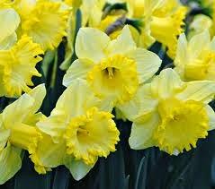CÓMO PLANTAR BULBOS DE NARCISOS EN EL JARDÍN