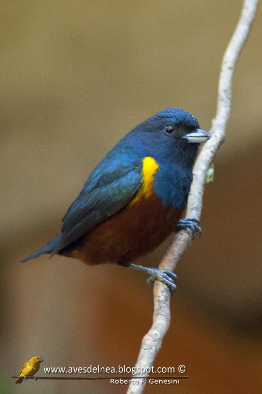 Tangará alcalde (Chestnut-bellied euphonia) Euphonia pectoralis