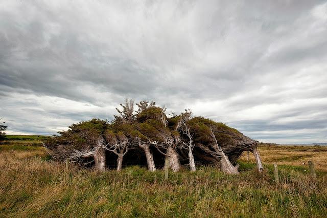 Los despeinados árboles de Slope Point