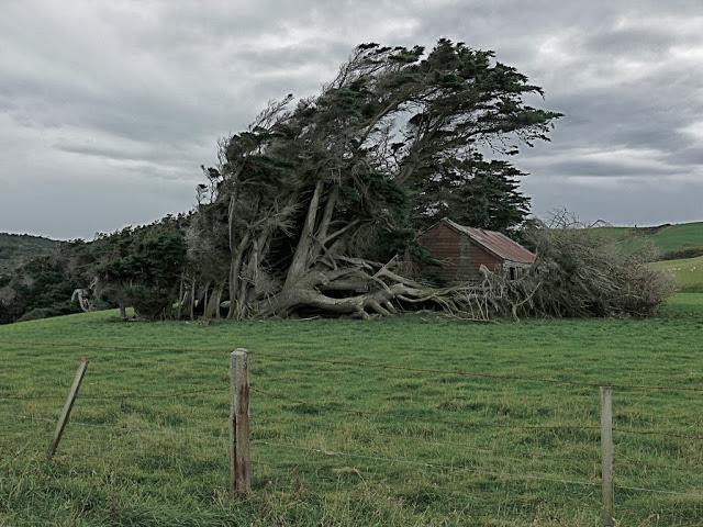 Los despeinados árboles de Slope Point