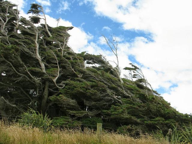 Los despeinados árboles de Slope Point